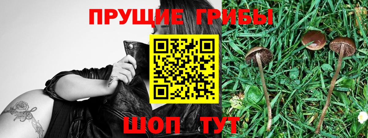 Советск  Псилоцибиновые грибы GOLDEN TEACHER  Вход с VPN 